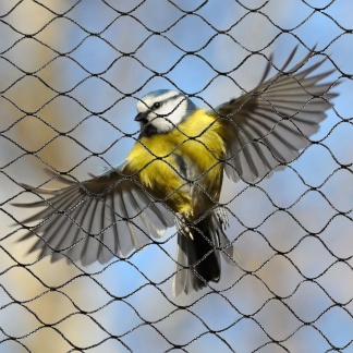 Bird Netting Knitted; 2m high x 100m